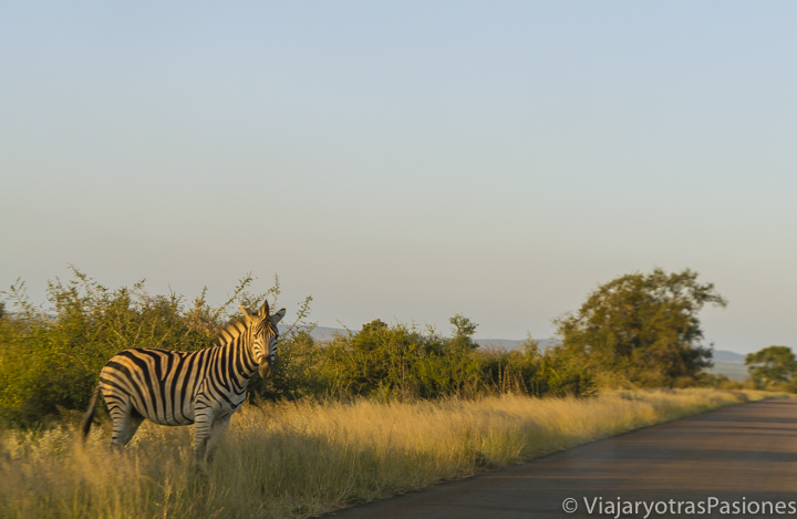 Zebra en Parque Kruger Una solitaria zebra al atardecer en el Parque Kruger, Sudáfrica