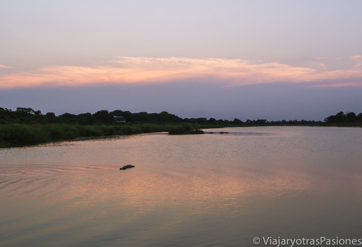 Atardecer cerca del campamento de Lower Sabie con un hipopótamo, Sudafrica