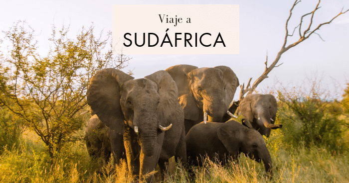 Resultado de imagen para viaje a sudafrica png