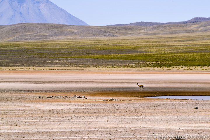Impresionante vista de las Reserva de Salinas y Agua Blanca y volcán Misti, Perú