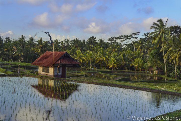 viajar a bali 17 Maravilloso paisaje en los arrozales cerca de Ubud, en el viaje a Singapur y Bali